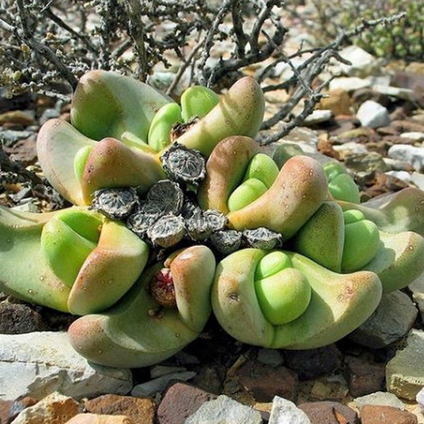 Tanquana Prismatica Mesemb Seeds | South African Succulent Seeds