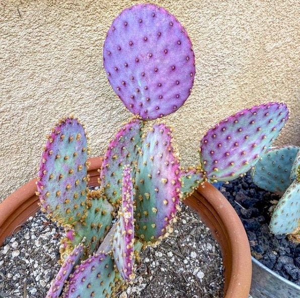Opuntia Violacea v. Santa Rita | Purple Prickly Pear Seeds