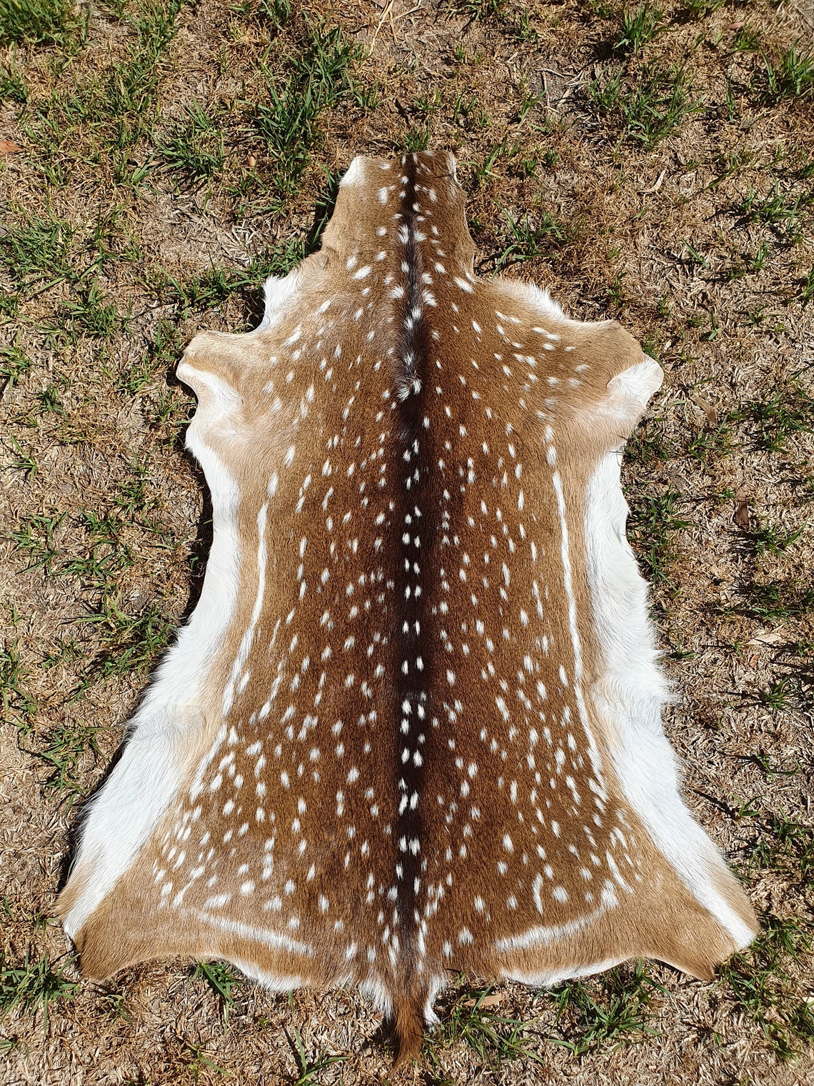 Real Chital deer skin rug Etsy