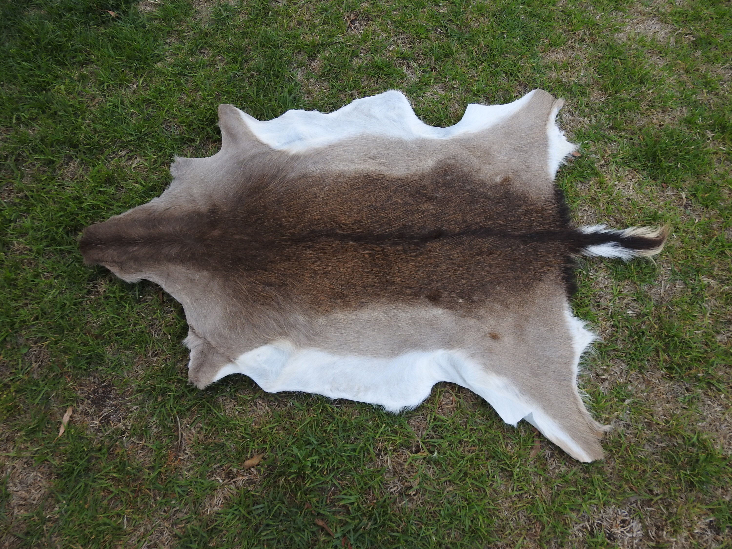 Real Deer Skin Rug Etsy Australia