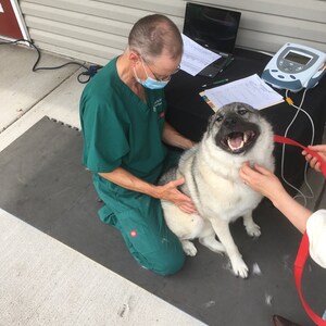 May include: A veterinarian in a green scrubs shirt and a face mask is kneeling on a black mat with a dog. The dog is a grey and white breed with a happy expression. The dog is wearing a red collar.