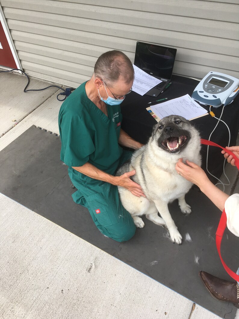 May include: A veterinarian in a green scrubs shirt and a face mask is kneeling on a black mat with a dog. The dog is a grey and white breed with a happy expression. The dog is wearing a red collar.