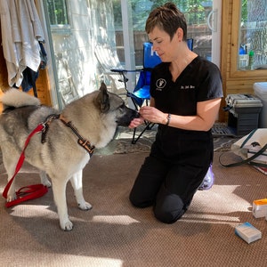 May include: A veterinarian kneeling on a carpeted floor, giving a grey and white dog a treat. The dog is wearing a red leash and a brown harness. There are several small boxes of medication on the floor.
