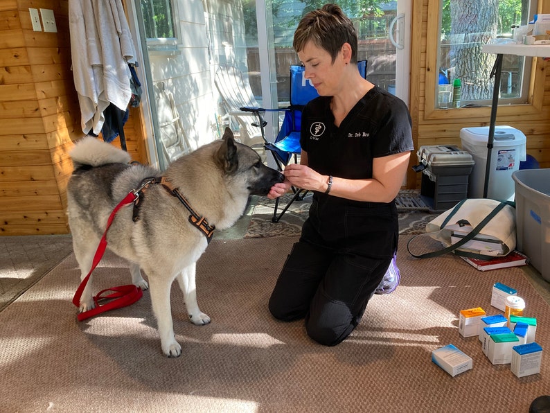 May include: A veterinarian kneeling on a carpeted floor, giving a grey and white dog a treat. The dog is wearing a red leash and a brown harness. There are several small boxes of medication on the floor.