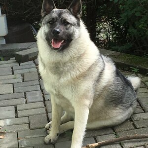 May include: A gray and white Norwegian Elkhound dog sitting on a gray brick patio. The dog is looking directly at the camera with its mouth slightly open, showing its tongue.