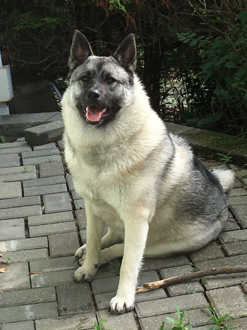 May include: A gray and white Norwegian Elkhound dog sitting on a gray brick patio. The dog is looking directly at the camera with its mouth slightly open, showing its tongue.
