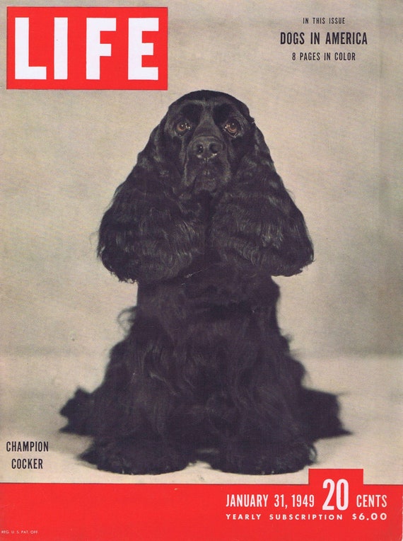 1949 Champion Cocker Spaniel Dog Life Magazine Cover or Armour Vacuum-Packed Bacon Advertisement