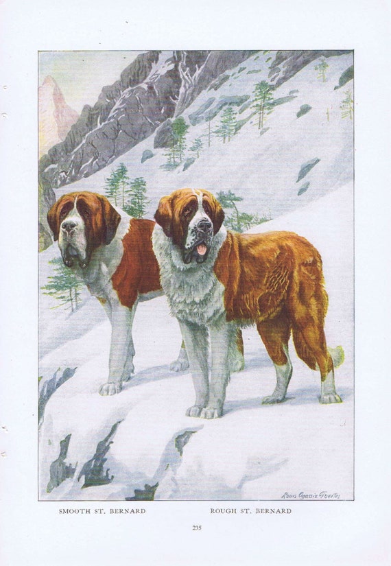 Old Drawing of 2 St. Bernard Dogs 1919 Magazine Art by Louis A. Fuertes