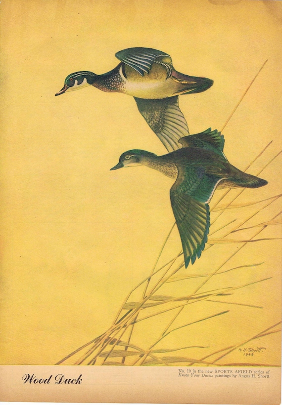 Wood Ducks Painting in Sports Afield 1946 vintage art series by Angus H. Shortt