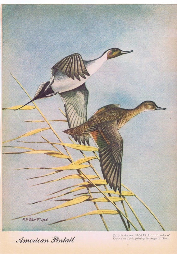 American Pintail Ducks Painting in Sports Afield 1946 series by Angus H. Shortt