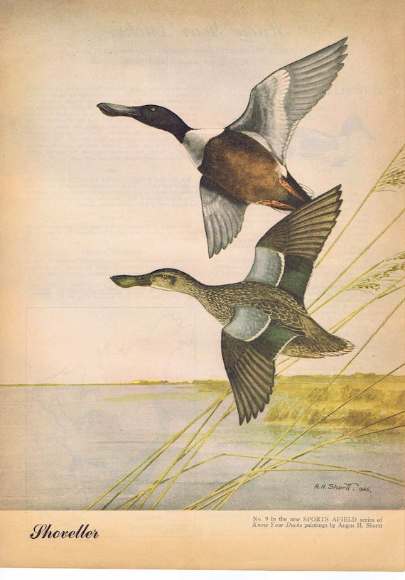 Shoveller Ducks Painting in Sports Afield 1946 series by Angus H. Shortt