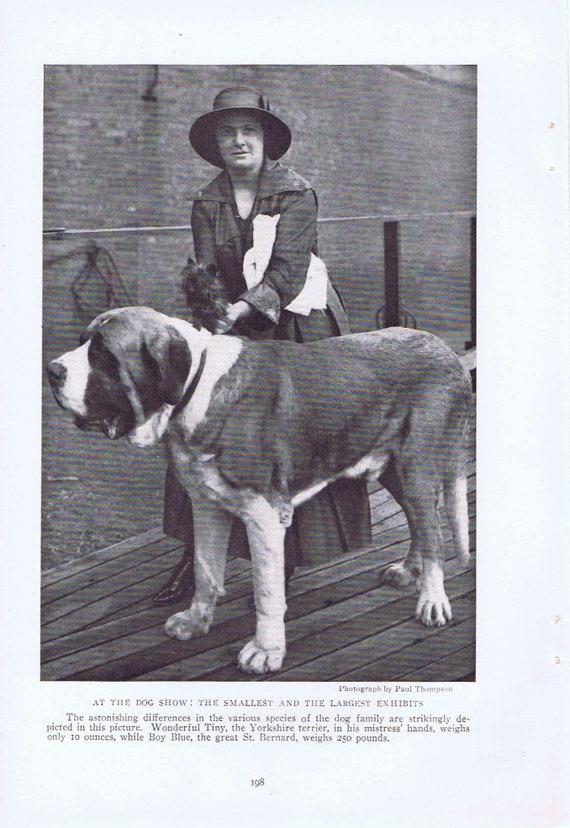 Wonderful Tiny Yorkshire Terrier and “Boy Blue,” St. Bernard 1919 Magazine Photo Very Interesting