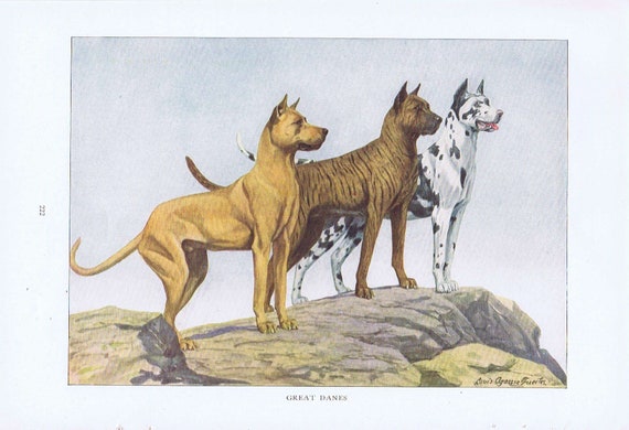 Old Dog Drawing of 3 Great Danes 1919 Magazine Art by Louis A. Fuertes