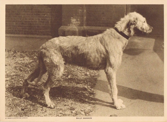 1918 Irish wolfhound Bally Shannon Sepia Tone Magazine Photo with Bonus Serving Dogs Description Page