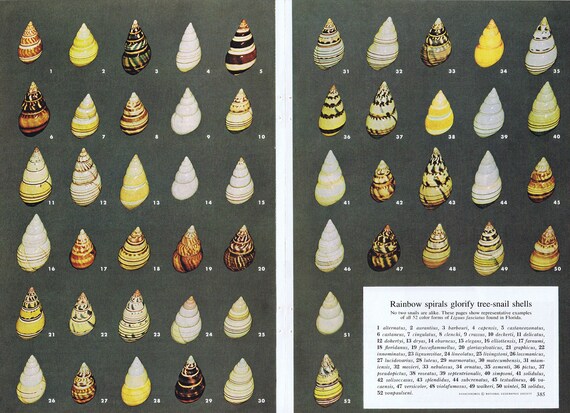 52 Rainbow Spiral Tree-Snail Shells with Identification 1965 Magazine Feature Unique Free Shipping