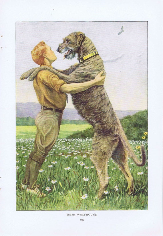 Huge Irish Wolfhound Hugging a Boy Very Neat 1919 Magazine Art by Louis A. Fuertes