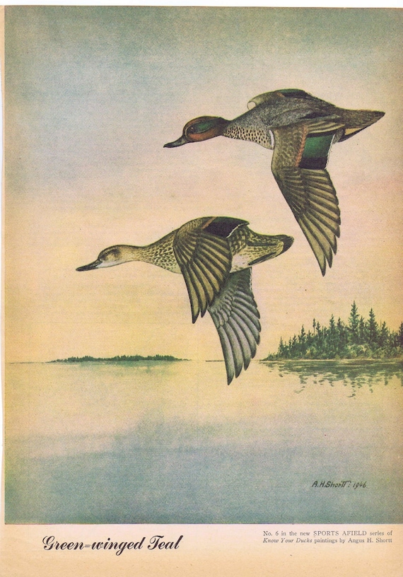 Green-Winged Teal Ducks Painting in Sports Afield 1946 series by Angus H. Shortt