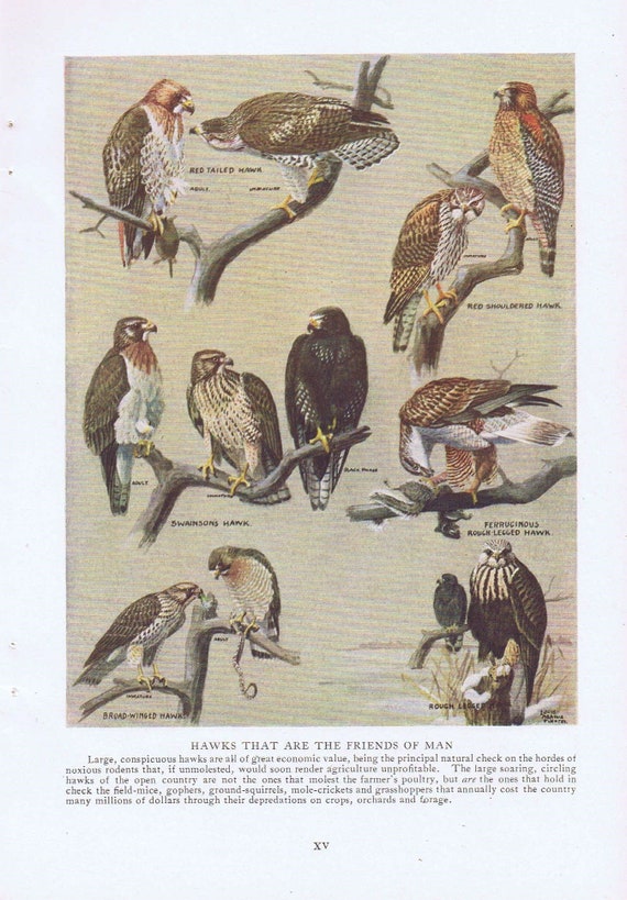 1920 Hawks That Are Friends and Enemies of Man Vintage Magazine Drawing