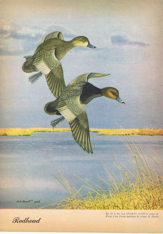 Redhead Ducks Painting in Sports Afield 1946 series by Angus H. Shortt