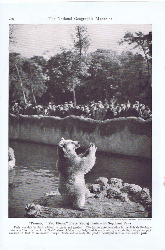 Bear at Zoo in Paris After WW2 1946 Vintage Magazine Photo