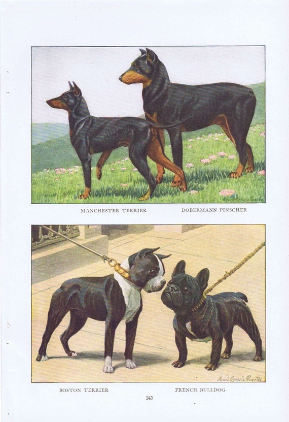 Old Dog Drawings of French Bulldog, Boston Terrier, Doberman Pinscher and Manchester Terrier Breeds by Louis A. Fuertes from 1919