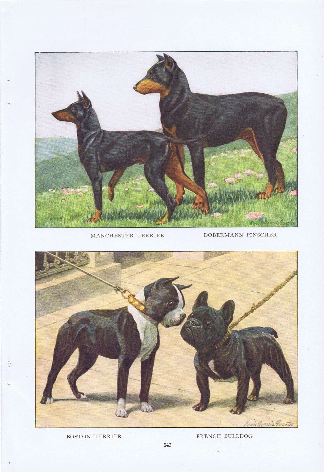 manchester terrier doberman pinscher