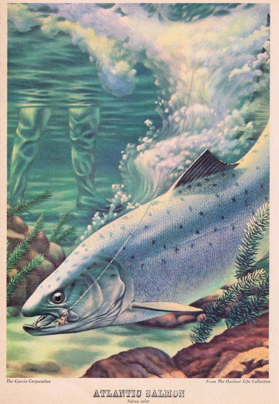 Atlantic Salmon Outdoor Life Garcia Art Fish Drawing Original and Garcia Fly Casting Rods and Reels Would Look Great Framed