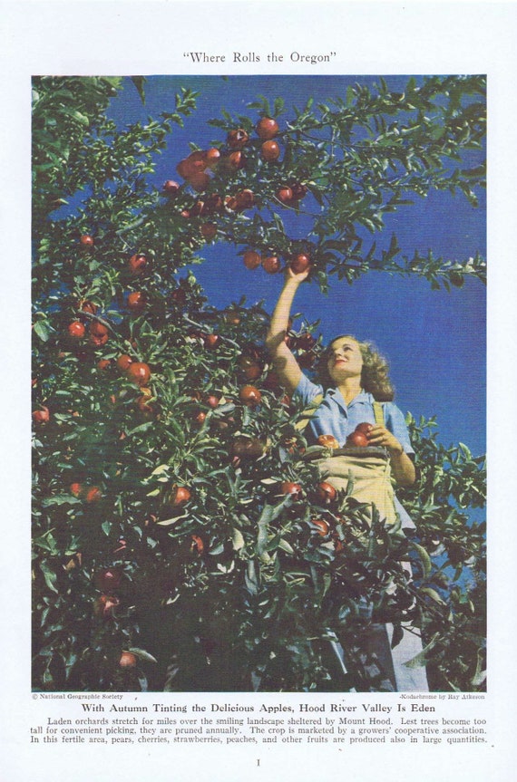 Pretty Girl Picking Apples in Hood River Valley 1946 Vintage Magazine Photo