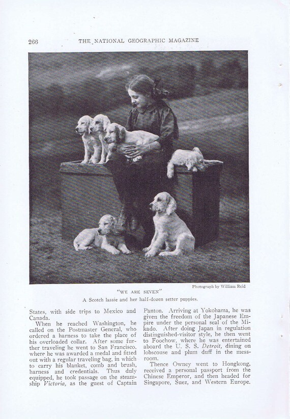 Scottish Girl and 6 Setter Puppies old 1919 Magazine Photo Would Look Great Framed