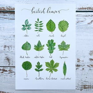 May include: A printable chart featuring illustrations of various British leaves. The chart includes the names of each leaf, such as elder, ash, beech, hazel, black poplar, white poplar, oak, sycamore, aspen, hawthorn, horse chestnut, and crack willow.