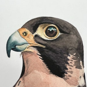 A close up of An A4 art print of a watercolour head and shoulders of a peregrine falcon