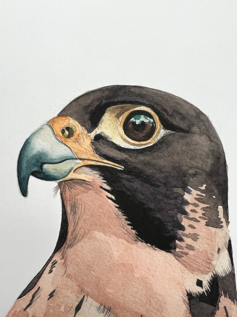 A close up of An A4 art print of a watercolour head and shoulders of a peregrine falcon