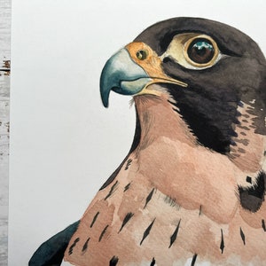An A4 art print of a watercolour head and shoulders of a peregrine falcon