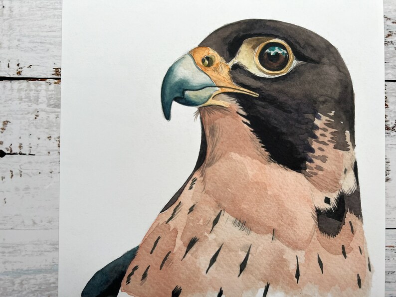 An A4 art print of a watercolour head and shoulders of a peregrine falcon