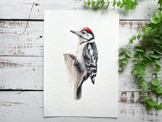 Great Spotted Woodpecker Art Print | A4 Print, Art Print