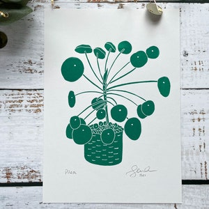 Pilea lino print | chinese money plant, pilea