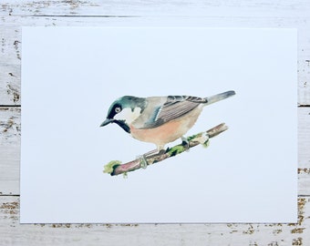 Coal tit watercolour print