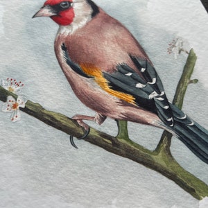 A print of a watercolour goldfinch on a blossoming branch