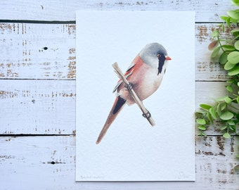 Bearded reedling A4 watercolour print | bird art, watercolour print, gifts for bird lovers, gifts for birders, wall art, wall decor