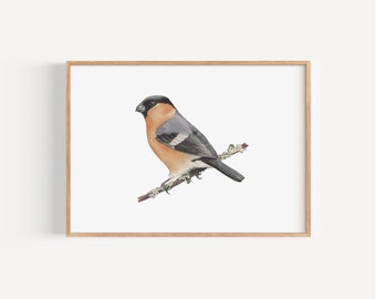 Bullfinch watercolour print A4 | bird art, bird print, wall art, wall decor, gifts for bird lovers, gifts for birders, birding