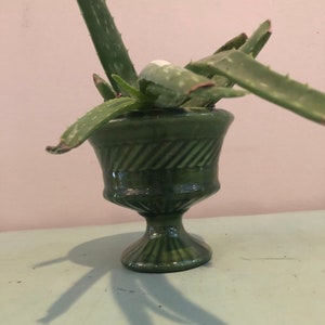 May include: A green ceramic planter with a fluted design, holding a small aloe vera plant.