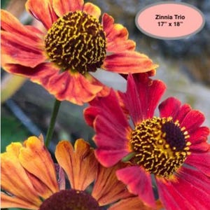 May include: Close-up of a Zinnia Trio with vibrant orange, red, and yellow petals. The flowers have dark brown centers and are in full bloom. The image includes a label that reads "Zinnia Trio 17" x 18".