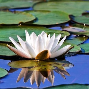 Tropical Water Lily Photography Print: White Lotus Flower Fine Art Photo, Cottage Wall Art