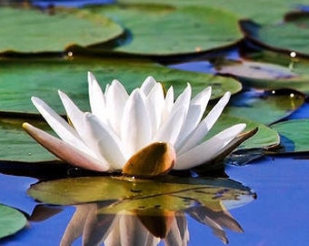 Tropical Water Lily Photography Print: White Lotus Flower Fine Art Photo, Cottage Wall Art