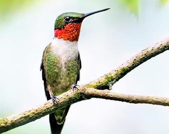 May include: A ruby-throated hummingbird perched on a tree branch. The bird has a green back, a red throat, and a long, black beak. The branch is brown and covered in moss, with a blurred green background.