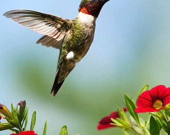 Fotografía de colibríes y flores de verano: Elegante cuadro de aves para jardín