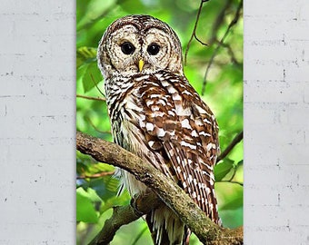Owl Photo Nature Photography Barred Owl Bird Print, Striped Owl Wall Art Owl Bird Photography Print, Fine Art Photography Wildlife Pictures