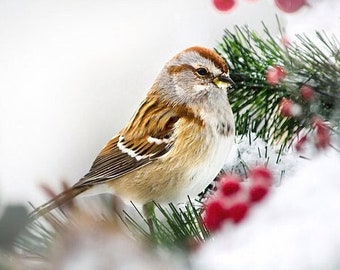 Winter Sparrow Bird Art American Tree Sparrow Wall Art Print, Winter Bird Photo Christmas Gift, Fine Art Photography Nature Print Bird Decor