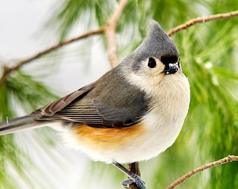 May include: A Tufted Titmouse bird perched on a branch, set against a backdrop of green pine needles. The bird has a gray crest, white cheeks, and a buff-colored belly. The image is a close-up, highlighting the bird's features.