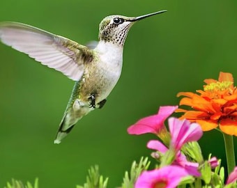 Colorful Hummingbird Wall Art Photo Print: Elegant Bird & Flowers, Nature Photography